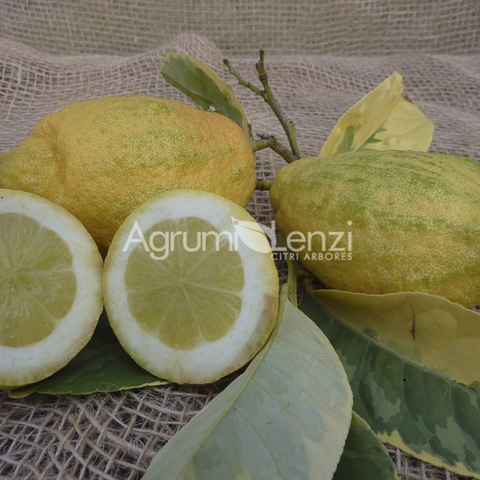 Cedro Pane Variegato