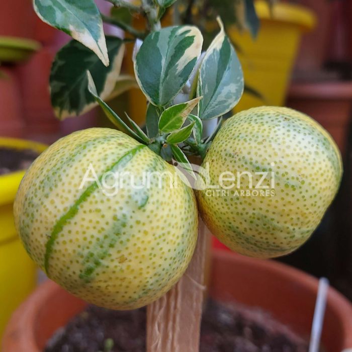 Chinotto Variegato