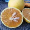 Variegated Sweet Orange