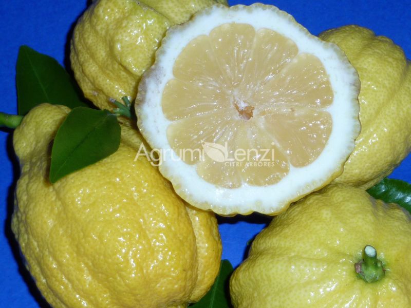Limone Scannellato o Incannellato