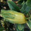 Cedro Mano di Buddha Variegato (Citrus medica digitata)