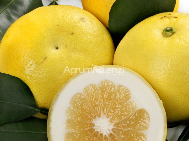 Pompelmo Oroblanco