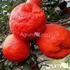 Clemenruby (Citrus clementina)