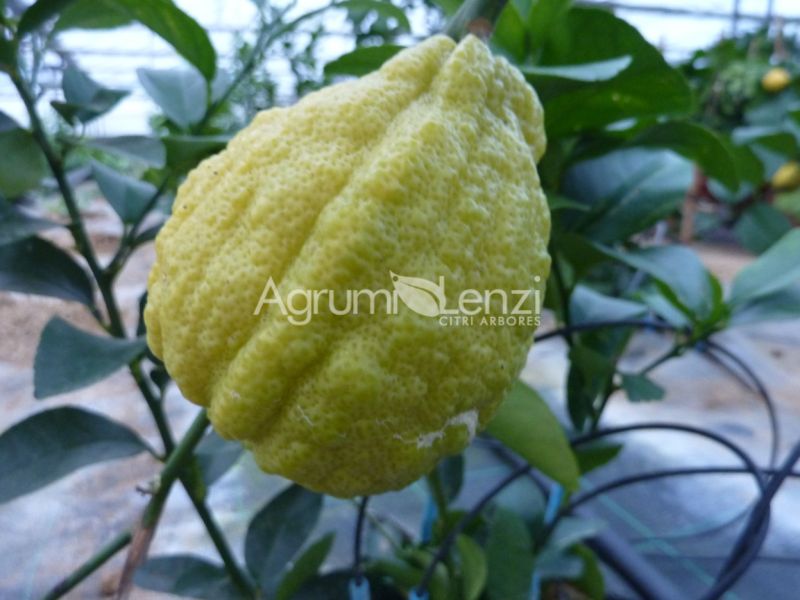 Limone Scannellato selezione 2