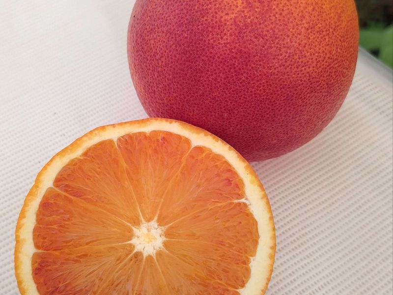 Arancio Tarocco Lempso