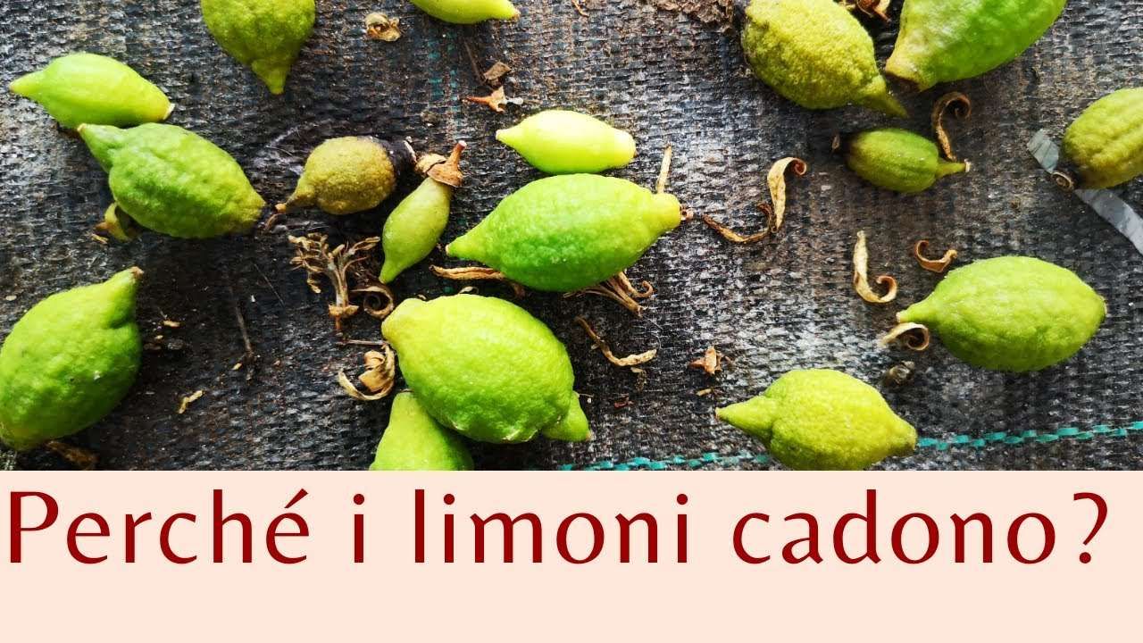 Perché i limoni cadono?