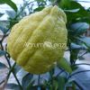 Furrowed Lemon 2