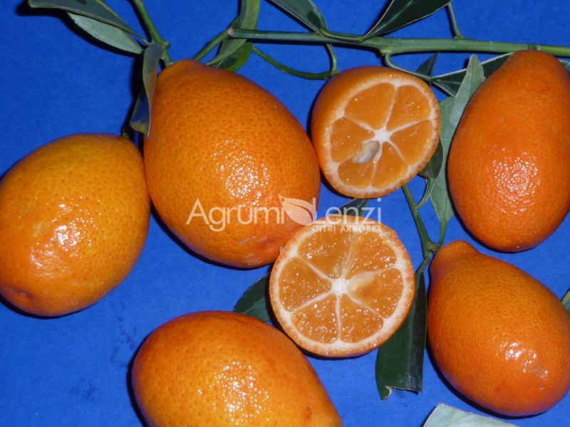 Orangequat variegato