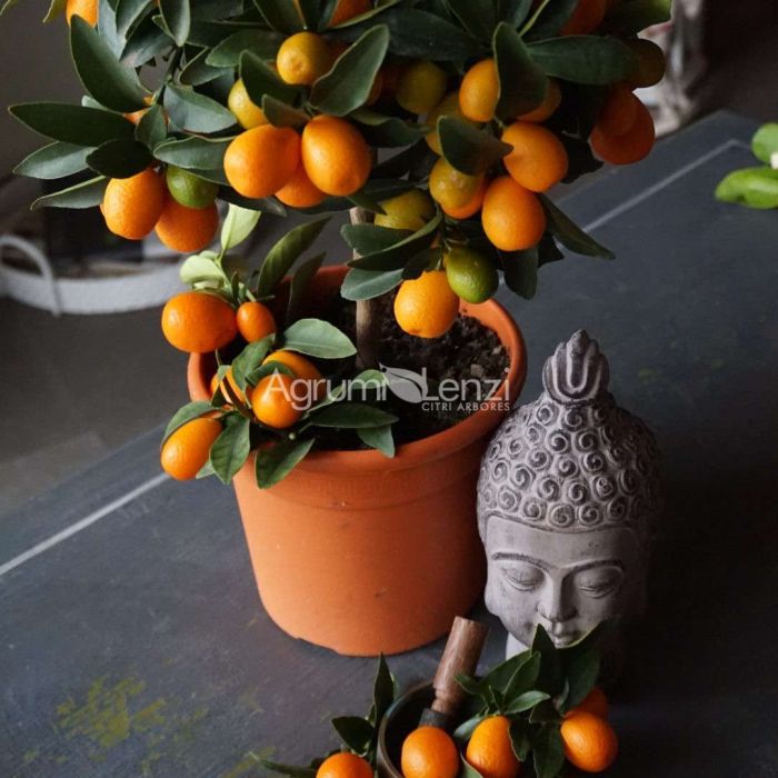 Kumquat Ovale