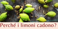 Perché i limoni cadono?