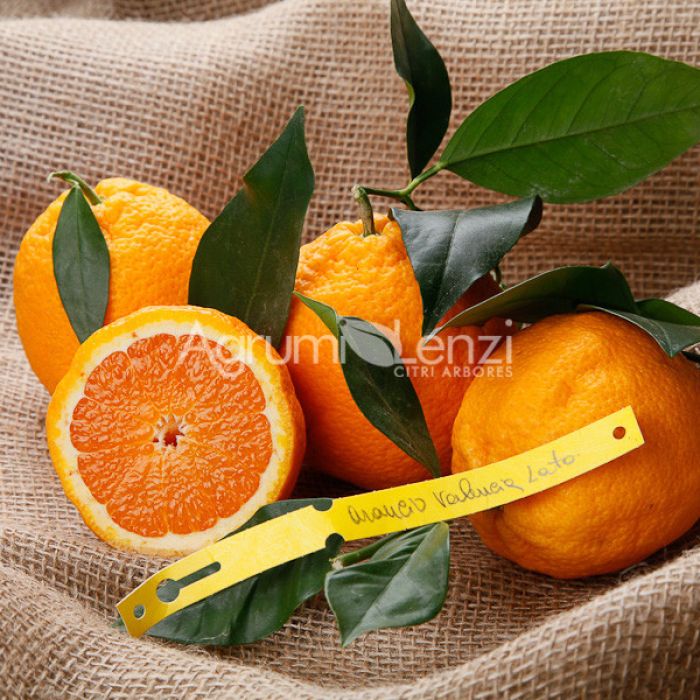 Arancio Valencia