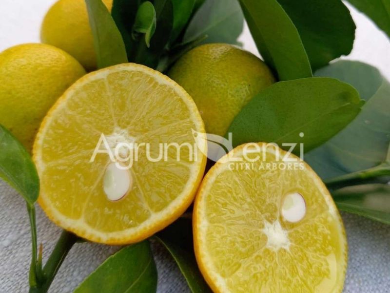 Sudachi (Citrus sudachi)