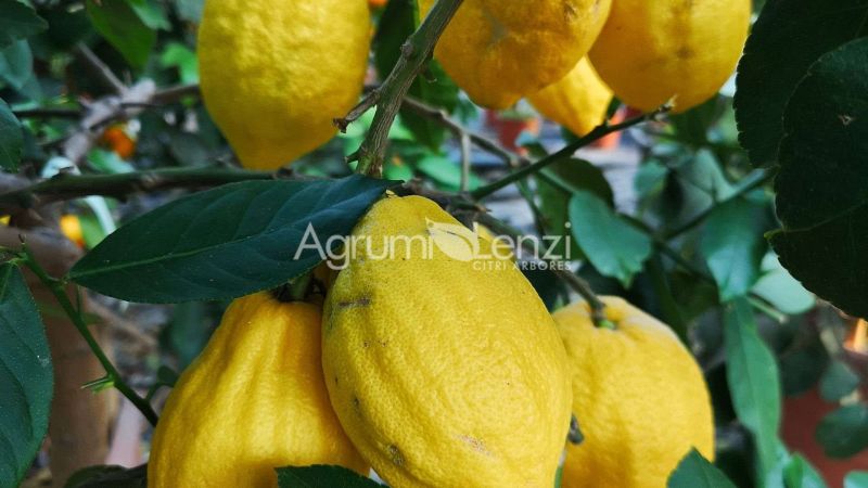 Cedro Cacao