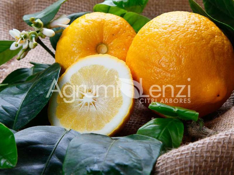 Limone Cedrato Rosso 1