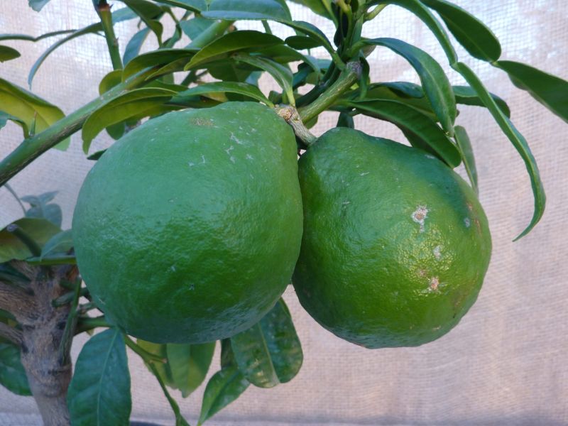 Papeda della Melanesia