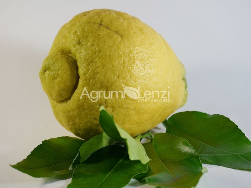 Cedro di Salò o Cedro di Roma