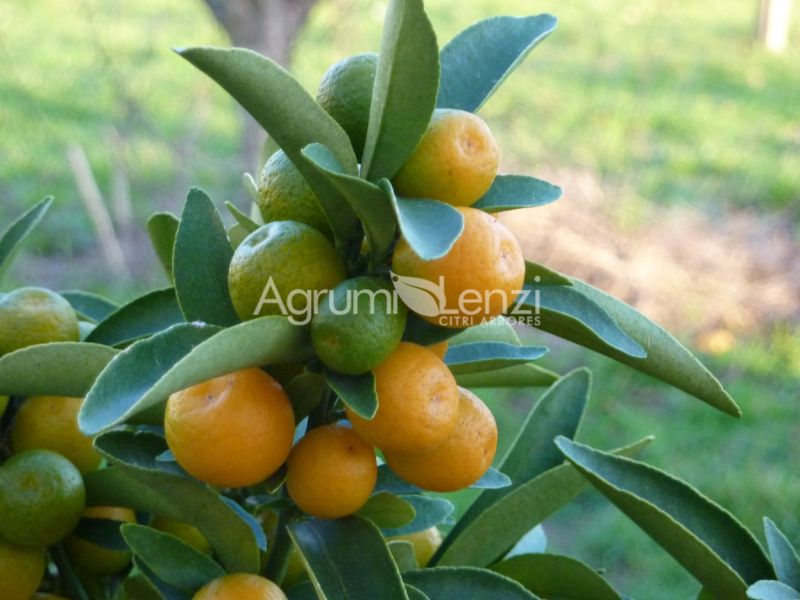 Kumquat selvatico doppio senza spine