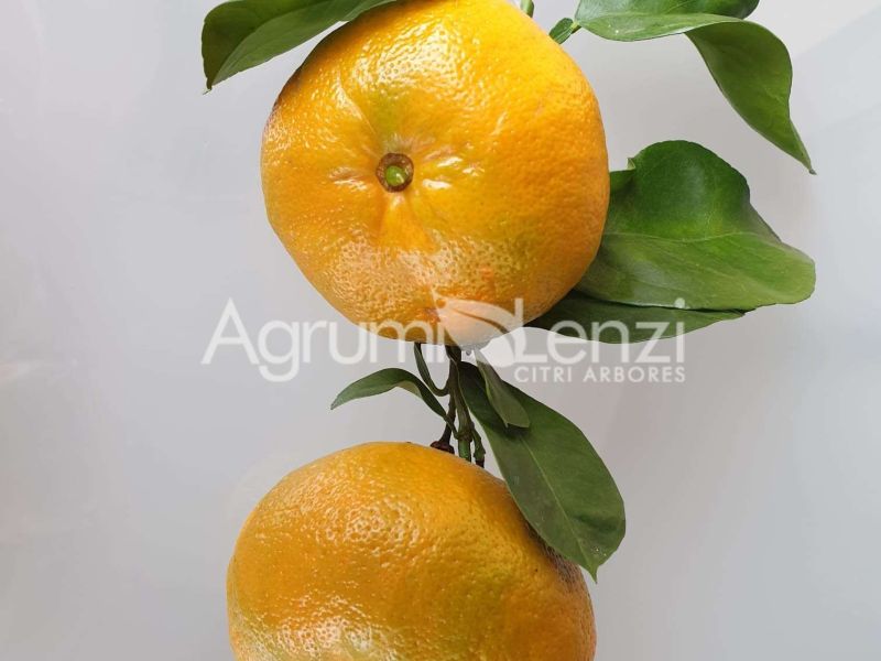 Arancio Amaro Boquet de Nice a fiore doppio