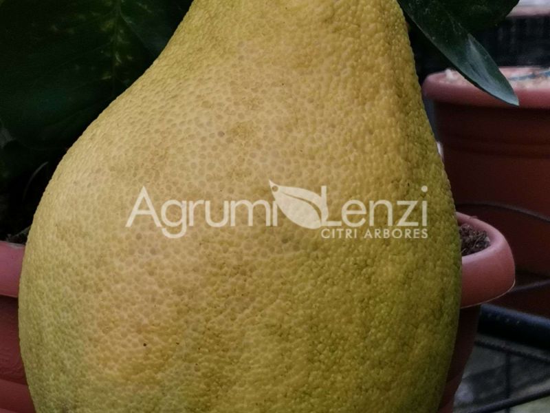 Pomelo Meraviglia