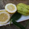 Etrog