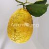 Limone grande di Pescia (Citrus limon)