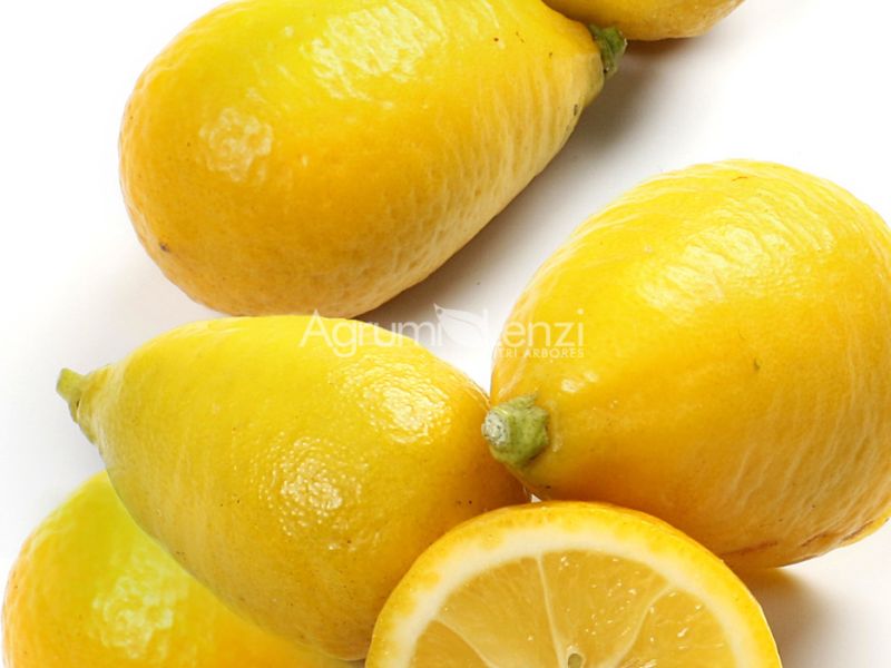 LimeQuat di Tavares