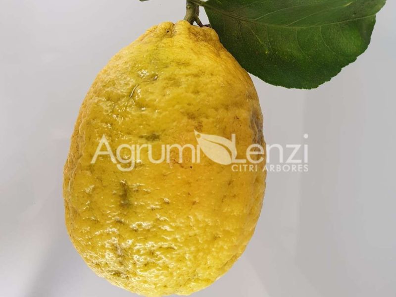 Limone Grande di Pescia
