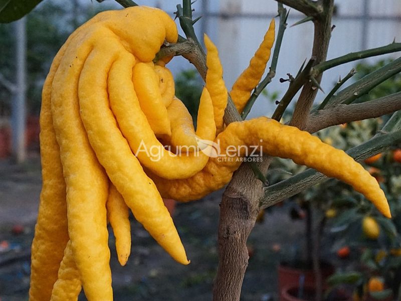 Cedro Mano di Buccha a fiore Bianco