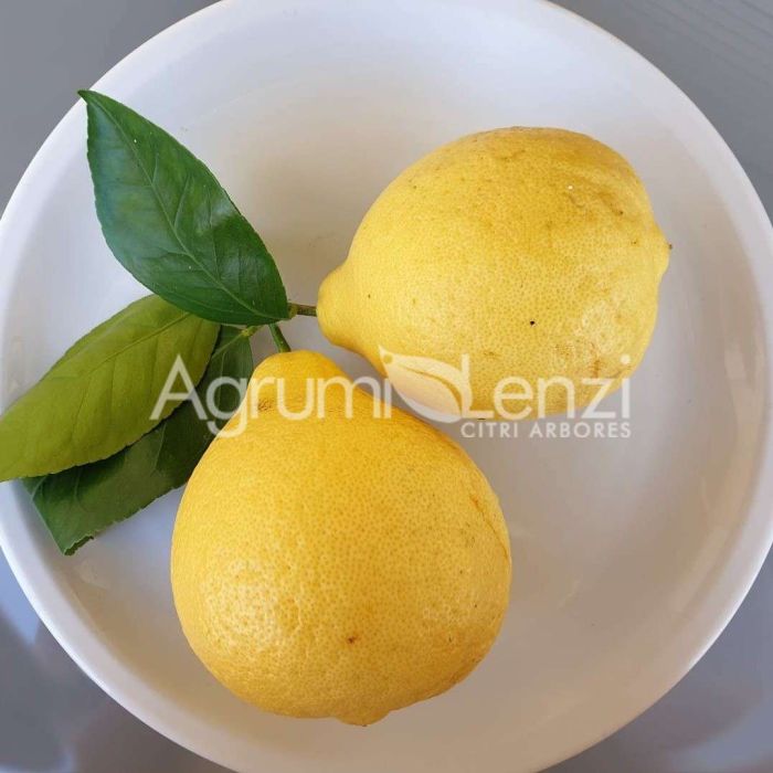 Cedro di Amalfi