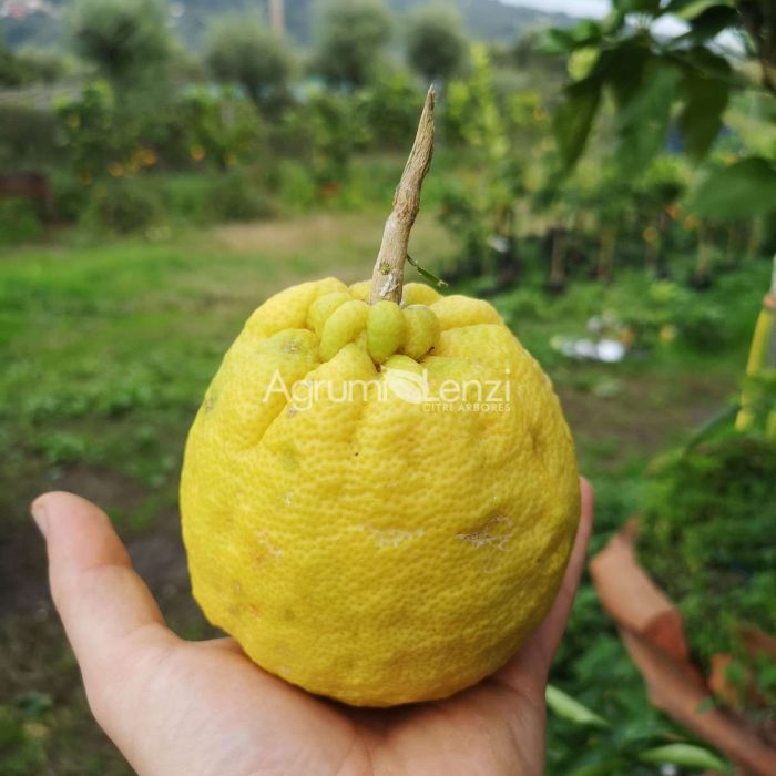 Limone di Ichang