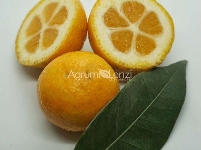 Kumquat Meiwa