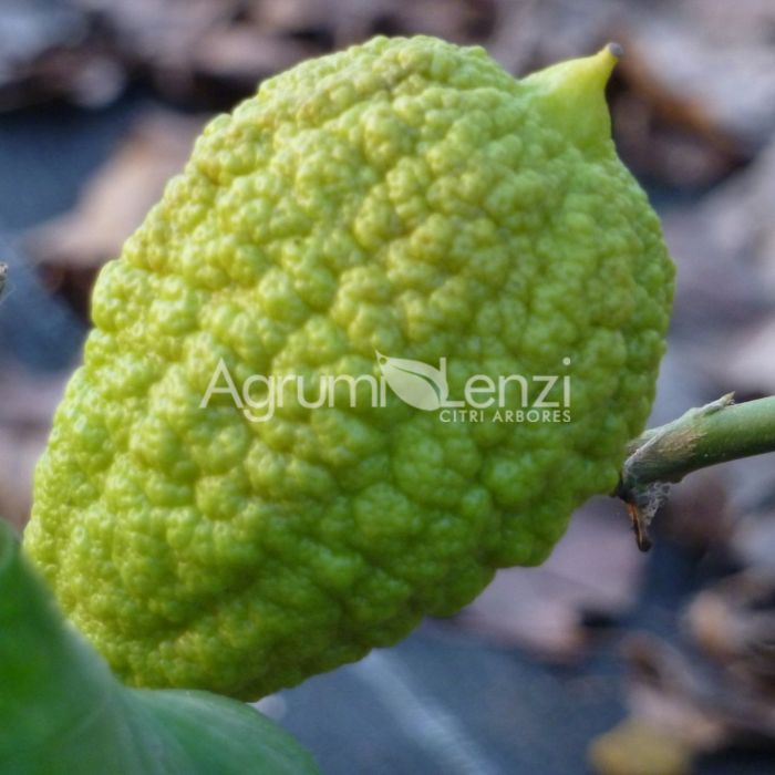 Limone Cedrato di Castello