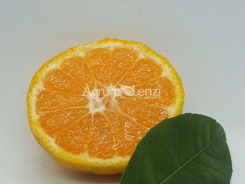 Mandarino Satsuma Okitsu