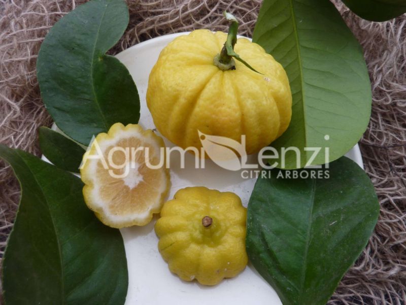 Limone Mellarosa