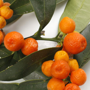 Kumquat selvatico