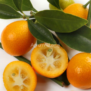 Kumquat Rotondo