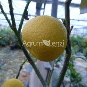 Limone a sfera