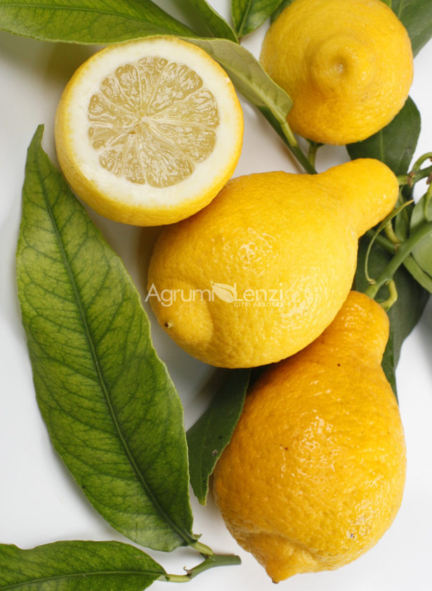 Limone Salicifolia