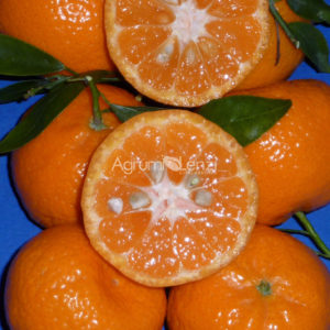 Mandarino Avana