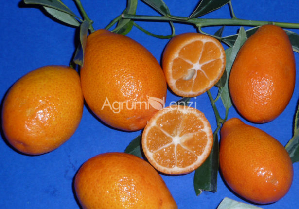 Orangequat variegato