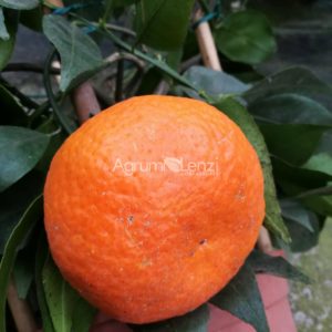 Mandarino Avana Apireno
