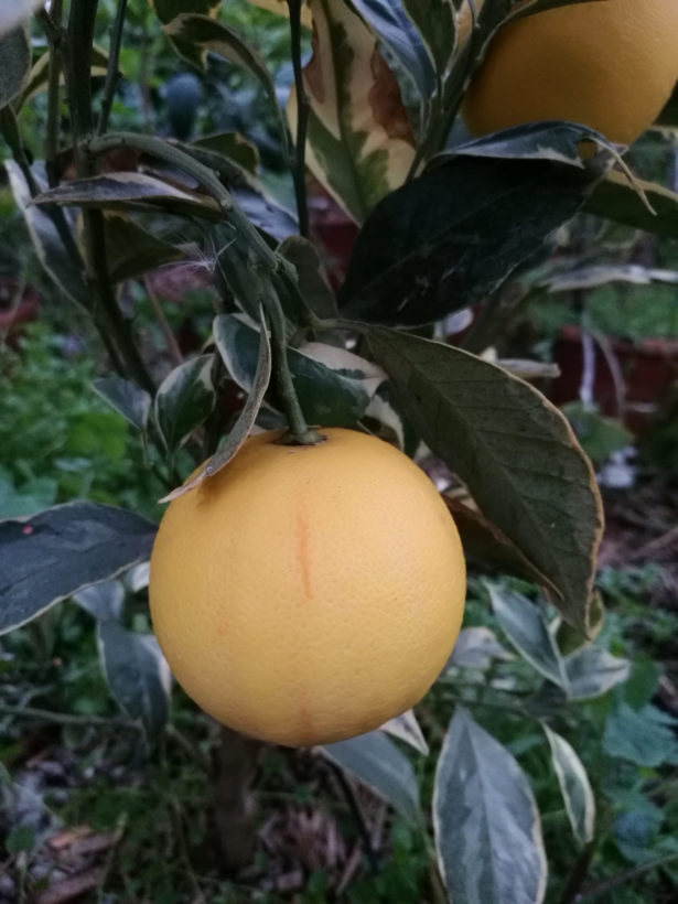 Arancio variegato a polpa rossa