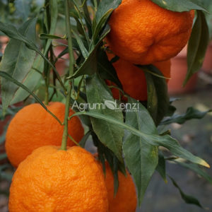 Arancio Amaro Salicifolia