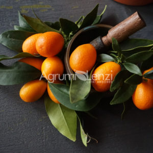Kumquat Ovale