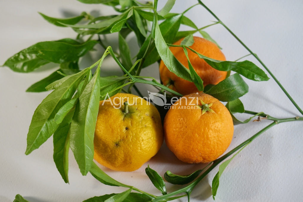 Mandarino Sunky
