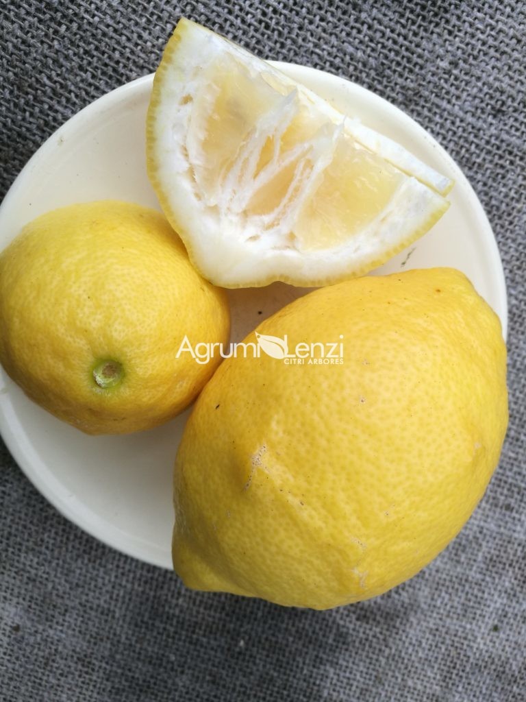 Limone Ovale di Sorrento