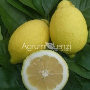 Limone Siracusano