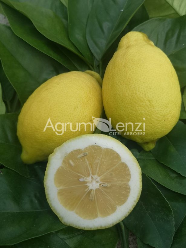 Limone Siracusano