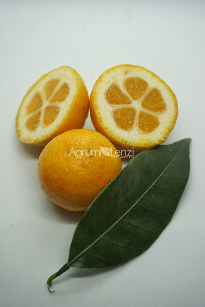 Kumquat Meiwa