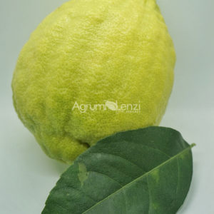 Limone Cedrato Gigante